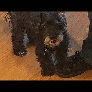 Meet your Posher, Peggy